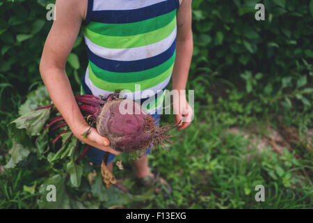 Boy holding a freshly picked betterave Banque D'Images