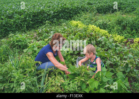 Garçon d'aider sa grand-mère en champ de légumes Banque D'Images