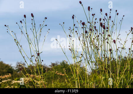 Pimprenelle, Sanguisorba officinalis, contre un ciel bleu. Dalton Crag, Cumbria, Angleterre Banque D'Images