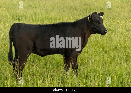 Lone Kerry bestiaux bisons de veau paître sur des terres agricoles de pâturage dans le parc national de Killarney, comté de Kerry, Irlande Banque D'Images