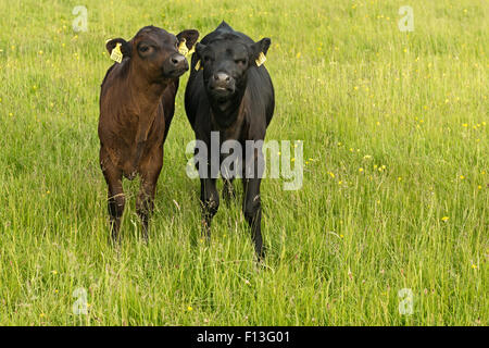 Deux veaux de buffles de Kerry bestiaux paître sur des terres agricoles dans le parc national de Killarney, comté de Kerry, Irlande Banque D'Images