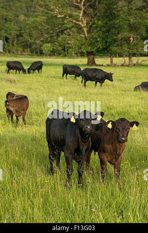 Kerry bestiaux vaches bisons paître sur un pré vert dans un pâturage agricole dans le parc national de Killarney, comté de Kerry, Irlande Banque D'Images