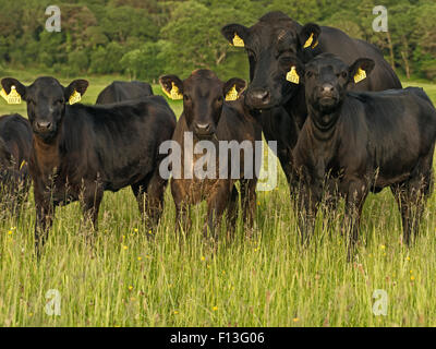 Bovins Irlande troupeau de bovins en pâturage dans les terres agricoles du parc national de Killarney, comté de Kerry, Irlande Banque D'Images