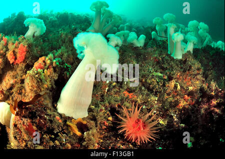 Domaine de plumrose géant des anémones (Metridium giganteum) avec un Snakelock / Anémone Anémone de mer (Cribrinopsis fernaldi) en premier plan, Alaska, USA, Golfe de l'Alaska. De l'océan Pacifique. Banque D'Images