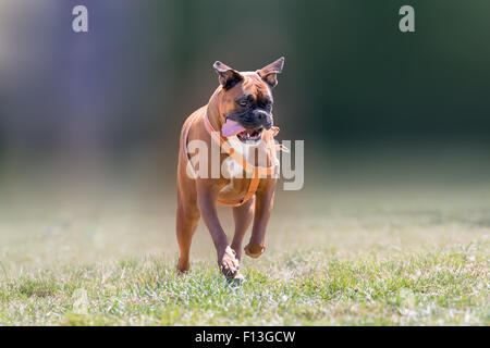 Chien boxer allemand tournant à un parc. Banque D'Images