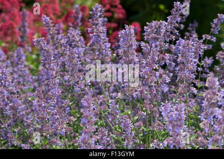 Catmint, Faassen's cataire, Blaue Katzenminze, Hybrid-Katzenminze Blauminze, Nepeta faassenii, x, Nepeta faassenii Banque D'Images