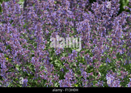 Catmint, Faassen's cataire, Blaue Katzenminze, Hybrid-Katzenminze Blauminze, Nepeta faassenii, x, Nepeta faassenii Banque D'Images