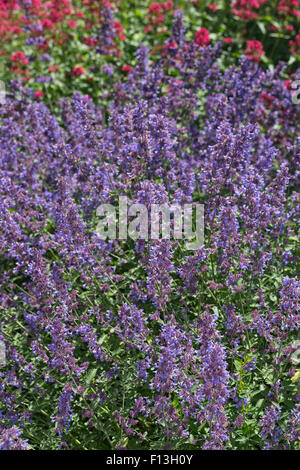 Catmint, Faassen's cataire, Blaue Katzenminze, Hybrid-Katzenminze Blauminze, Nepeta faassenii, x, Nepeta faassenii Banque D'Images