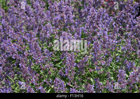 Catmint, Faassen's cataire, Blaue Katzenminze, Hybrid-Katzenminze Blauminze, Nepeta faassenii, x, Nepeta faassenii Banque D'Images