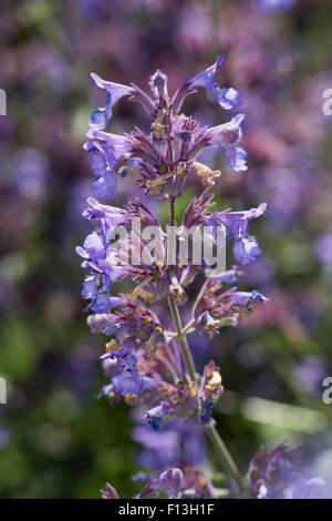 Catmint, Faassen's cataire, Blaue Katzenminze, Hybrid-Katzenminze Blauminze, Nepeta faassenii, x, Nepeta faassenii Banque D'Images