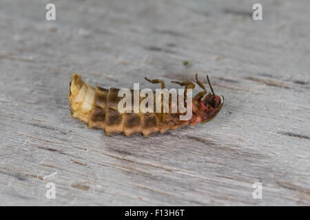 Grand européen ver luisant, le glowworm, Firefly, femme, Großer Leuchtkäfer, Glühwürmchen Weibchen Lampyris noctiluca,, Banque D'Images