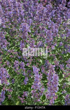 Catmint, Faassen's cataire, Blaue Katzenminze, Hybrid-Katzenminze Blauminze, Nepeta faassenii, x, Nepeta faassenii Banque D'Images