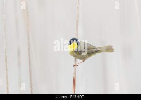 Paruline masquée - mâle dans l'habitat roselière Geothlypis trichas Ontario, Canada BI027597 Banque D'Images