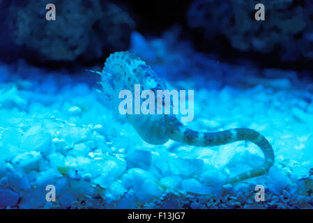 Gros-ventre seahorse ou pot-bellied, hippocampes Hippocampus abdominalis, est l'une des plus grandes espèces d'hippocampes. Banque D'Images