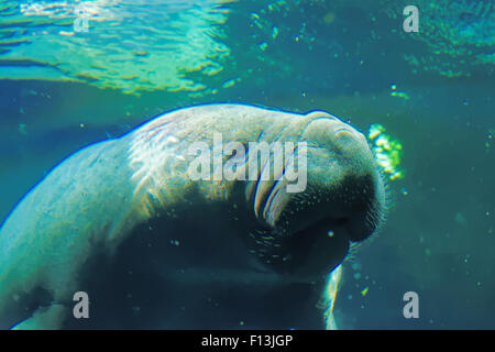 Lamantin des Antilles (Trichechus manatus) ou "vache folle". Banque D'Images