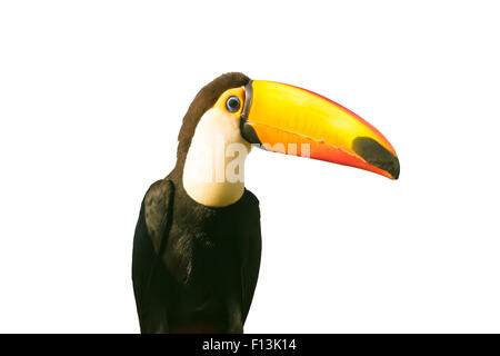 Oiseau Toucan isolé sur blanc. Banque D'Images