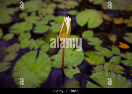 Bourgeon de Lotus dans un étang de lotus dans un lac de Mumbai. Banque D'Images