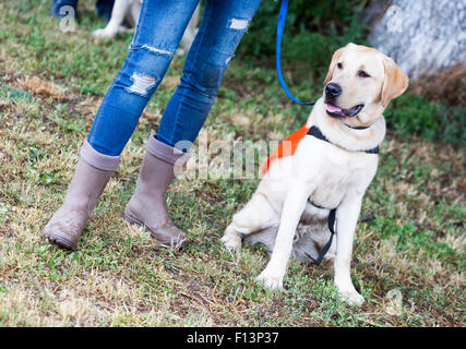 Un formateur est debout à côté d'un golden retriever chien-guide au cours de la dernière formation de l'animal. Les chiens sont l'objet d'vario Banque D'Images