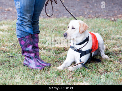 Un formateur est debout à côté d'un golden retriever chien-guide au cours de la dernière formation de l'animal. Les chiens sont l'objet d'vario Banque D'Images