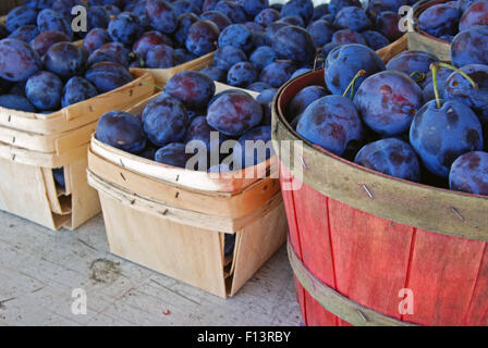 Les prunes violettes pour la vente du marché agricole. Banque D'Images