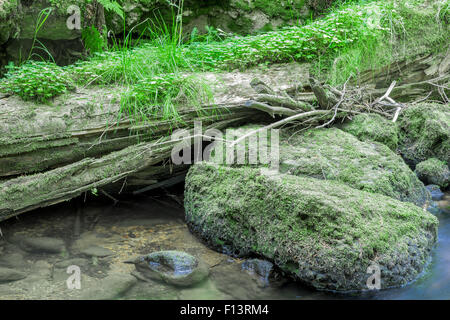 Tronc d'arbre dans l'eau et de rochers couverts de mousse et de plantes forestières Banque D'Images