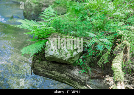 Fougères sur le tronc d'arbre et de rochers sur le côté de la rivière Banque D'Images