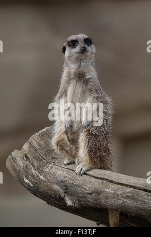 Meerkat sur l'affût Cotswold Wildlife Park, Burford, Oxfordshire Banque D'Images