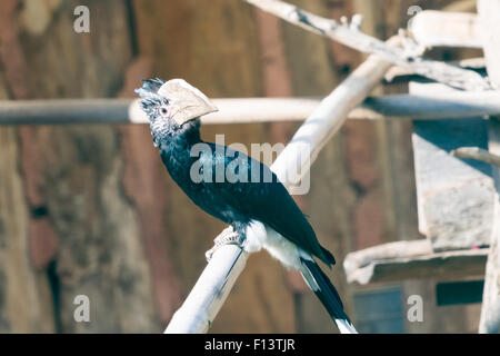 Calao à joues argent portrait d'oiseaux. Banque D'Images