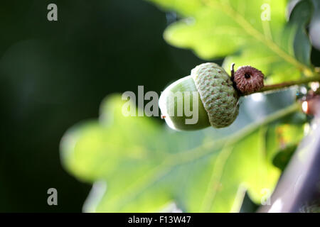 Une bien mûre acorn vert croissant sur un arbre à la fin de l'été en Angleterre. L'écrou de chêne est toujours détenu dans sa cupule et tourné contre une feuille de chêne Banque D'Images