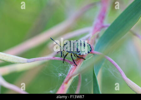 Close-up of a Green and black stink bug sur une plante Banque D'Images