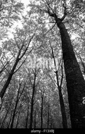 Forêt de chêne en pein coeur de la Toscane, Italie Banque D'Images