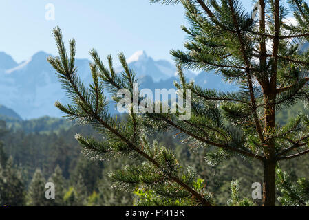 La rosée du matin sur les aiguilles de pin Banque D'Images