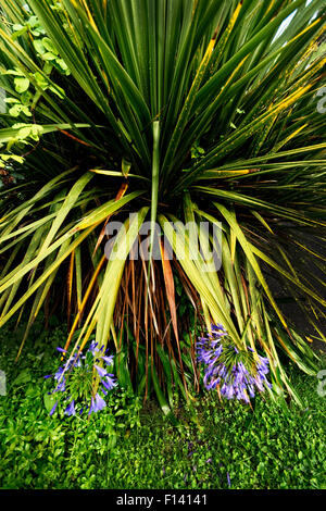 Agapanthus espèce jettent fleurs dans de nombreuses parties de jardin botanique de Ventnor, île de Wight. Banque D'Images