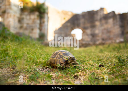 Box Turtle de ramper sur une herbe verte entre les anciens murs de la ville de Milet Banque D'Images