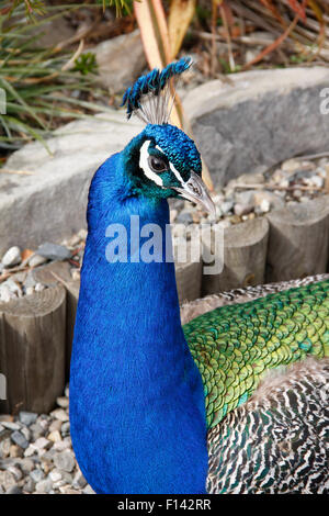 Close-up of Peacock (pavo cristatus) Tête et cou Banque D'Images