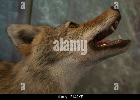 Coyote peluche en musée. Banque D'Images