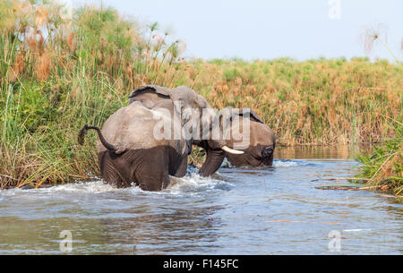 Big 5 animal affichage sur safari : Paire de brousse africaine éléphants (Loxodonta africana) dans une voie navigable, Okavango Delta, Botswana, Afrique du sud du nord Banque D'Images