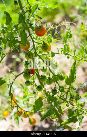 Un plant de tomate cerise à différentes étapes de la maturation des tomates allant du vert au jaune à orange à rouge-orange. Banque D'Images