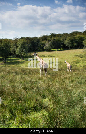 Deux girafes tourne en cas de journée ensoleillée sur terrain Giraffa camelopardalis Banque D'Images