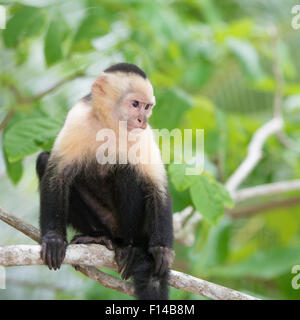 Singe Capucin gracile dans une forêt tropicale du Costa Rica allongé sur une branche d'arbre. Banque D'Images