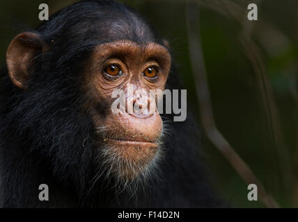 L'Est de chimpanzé (Pan troglodytes) schweinfurtheii mâle juvénile 'Siri' âgés de 4 ans portrit. Le Parc National de Gombe, en Tanzanie. Banque D'Images