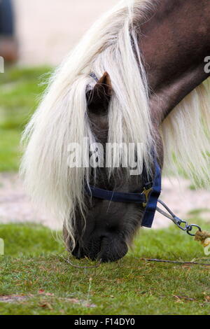 Détail de beaux pâturages poney - avoir un big white mane Banque D'Images