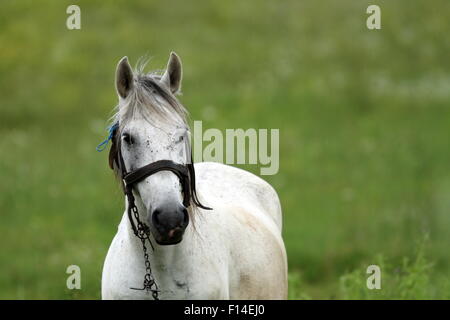 Portrait d'un magnifique cheval blanc sur le pré vert dans l'image Banque D'Images