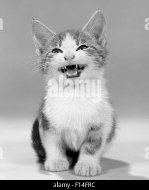 1960 TACHES TABBY KITTEN MEOWING BOUCHE OUVERTE UN SIFFLEMENT LOOKING AT CAMERA Banque D'Images