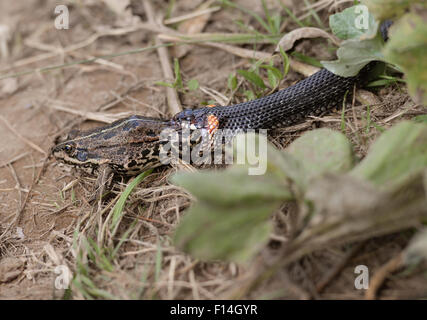 Grass snake eating frog Banque D'Images