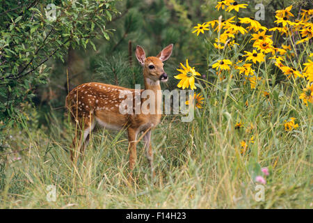 Le cerf de Virginie Odocoileus virginianus FAUVE SUR LE TERRAIN AVEC le black-eyed SUSAN-Fleurs sauvages Banque D'Images