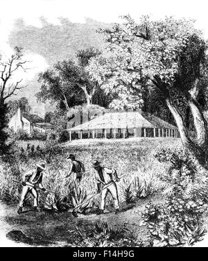 Années 1800 Trois hommes africains-américains TENDENT LA MAIN SUR LE TERRAIN DE LA RÉCOLTE SUR LES ESCLAVES COLONIAUX OU ANTEBELLUM PLANTATION DE TABAC DU SUD Banque D'Images