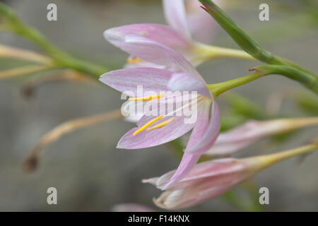 Schizostylis coccinea tambara floraison dans le parc de Hergest Croft Gardens près de Kington dans le Herefordshire, Angleterre, RU Banque D'Images