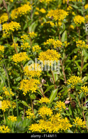 Rock orpin, Fetthenne Tripmadam Felsen-Fetthenne,,, Felsenfetthenne Felsen-Mauerpfeffer,, Sedum rupestre, Sedum reflexum Banque D'Images