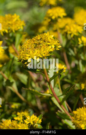 Rock orpin, Fetthenne Tripmadam Felsen-Fetthenne,,, Felsenfetthenne Felsen-Mauerpfeffer,, Sedum rupestre, Sedum reflexum Banque D'Images